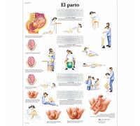 3B Scientific Imprimé en Papier, le travail, 1
