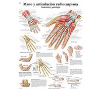 3B Scientific Imprimé sur papier, à la main et Radiocarpiana Articulation, l'Anatomie et Pathologie, 1