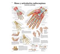 3B Scientific Imprimé sur papier, à la main et Radiocarpiana Articulation, l'Anatomie et Pathologie, 1