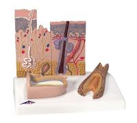 3B Scientific J14 Coupe de la Peau + Application anatomie gratuite - 3B Smart Anatomy