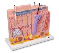 3B Scientific J16 Modèle Anatomique de Peau en 3 Parties + Application anatomie gratuite - 3B Smart Anatomy