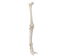 3B Scientific® Jambe Squelettique avec Pied - Modèle Anatomique Humain Taille Réelle + Smart Anatomy App (Garantie de 5 Ans)