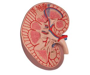 3B Scientific K09 Coupe du Rein, Agrandi 3 Fois, Version de Base + Application anatomie gratuite - 3B Smart Anatomy