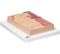 3B Scientific K10/1 Néphron avec Vaisseaux Sanguins, Agrandi 120 Fois + Application anatomie gratuite - 3B Smart Anatomy