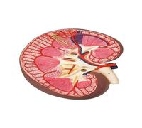 3B Scientific K10 Coupe du Rein, Agrandi 3 Fois + Application anatomie gratuite - 3B Smart Anatomy