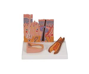 3B Scientific K11 Coupe du Rein, Néphron, Vaisseaux Sanguins et Corpuscules Rénaux + Application anatomie gratuite - 3B Smart Anatomy