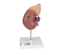 3B Scientific K12 Rein avec glande surrénale, en 2 parties + Application anatomie gratuite - 3B Smart Anatomy