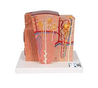 3B Scientific K13 Rein 3B MICROanatomy + Application anatomie gratuite - 3B Smart Anatomy
