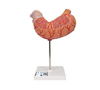3B Scientific K15 Estomac, en 2 Parties + Application anatomie gratuite - 3B Smart Anatomy