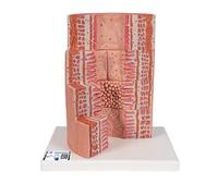 3B Scientific K23 Appareil Digestif 3B MICROanatomy, Agrandi 20 Fois + Application anatomie gratuite - 3B Smart Anatomy