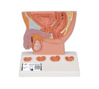 3B Scientific® Prostate - Modèle Anatomique Masculin à 1/2 Échelle avec Base de Vessie & Plancher Pelvien + Smart Anatomy App (Garantie de 5 Ans)