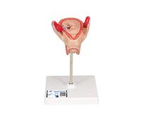 3B Scientific L10/2 Embryon à 2 Mois + Application anatomie gratuite - 3B Smart Anatomy