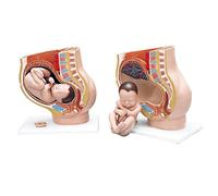 3B Scientific L20 Bassin de Grossesse, en 3 Parties + Application anatomie gratuite - 3B Smart Anatomy