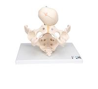 3B Scientific L30 Bassin de Démonstration de l’Accouchement + Application anatomie gratuite - 3B Smart Anatomy