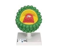 3B Scientific L40 Modélle du VIH + Application anatomie gratuite - 3B Smart Anatomy