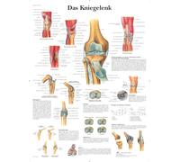 3B Scientific - Laminé Articulation du Genou Affiche - Anatomie & Pathologie - Poster Protégé contre UV et Poussière pour Étude, Enseignement et Cliniques