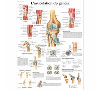 3B Scientific - Laminé Articulation du Genou Affiche - Anatomie & Pathologie - Poster Protégé contre UV et Poussière pour Étude, Enseignement et Cliniques
