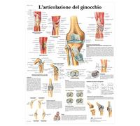 3B Scientific - Laminé Articulation du Genou Affiche - Anatomie & Pathologie - Poster Protégé contre UV et Poussière pour Étude, Enseignement et Cliniques