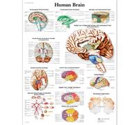 3B Scientific Version plastifiée du diagramme scientifique du cerveau humain 3B