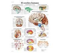 3B Scientific Imprimé en Papier, le cerveau humain, 1