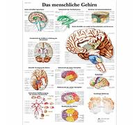 3B Scientific Planche anatomique Das menschliche Gehirn en allemand