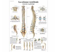 3B Scientific - Laminé Colonne Vertébrale Humaine Affiche - Anatomie & Pathologie - Poster Protégé contre UV et Poussière pour Étude, Enseignement et Cliniques