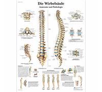 3B Scientific - Laminé Colonne Vertébrale Humaine Affiche - Anatomie & Pathologie - Poster Protégé contre UV et Poussière pour Étude, Enseignement et Cliniques