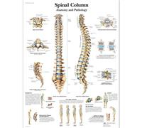 3B Scientific - Laminé Colonne Vertébrale Humaine Affiche - Anatomie & Pathologie - Poster Protégé contre UV et Poussière pour Étude, Enseignement et Cliniques
