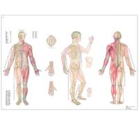 3B Scientific Affiche Acupuncture du corps Plastifiée 98 x 68cm