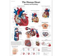 3B Scientific VR1334L Anatomie humaine - Tableau du cœur humain, version laminée