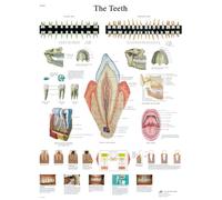 3B Scientific VR1263L anatomie humaine - Le tableau des dents, version plastifiée