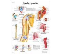 3B Scientific - Laminé Épaule & Coude Affiche - Anatomie & Pathologie - Poster Protégé contre UV et Poussière pour Étude, Enseignement et Cliniques