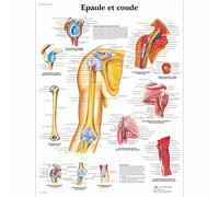 3B Scientific - Laminé Épaule & Coude Affiche - Anatomie & Pathologie - Poster Protégé contre UV et Poussière pour Étude, Enseignement et Cliniques