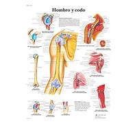 3B Scientific - Laminé Épaule & Coude Affiche - Anatomie & Pathologie - Poster Protégé contre UV et Poussière pour Étude, Enseignement et Cliniques