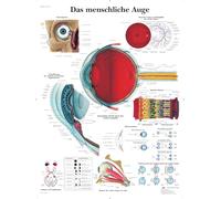 3B Scientific - Laminé Œil Humain Affiche - Poster d’Anatomie Protégé contre UV et Poussière pour Étude, Enseignement et Cliniques