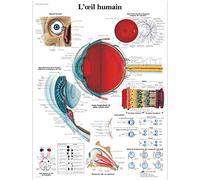 3B Scientific VR2226L Modèle Anatomique Œil Humain