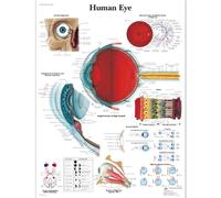 3B Scientific VR1226L Anatomie humaine - Graphique de l'œil humain, version plastifiée