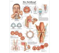 3B Scientific - Laminé Larynx Humain Affiche - Poster d’Anatomie Protégé contre UV et Poussière pour Étude, Enseignement et Cliniques