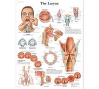 3B Scientific - Laminé Larynx Humain Affiche - Poster d’Anatomie Protégé contre UV et Poussière pour Étude, Enseignement et Cliniques