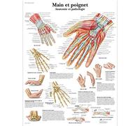 3B Scientific - Laminé Main & Poignet Affiche - Anatomie & Patologie - Poster Protégé contre UV et Poussière pour Étude, Enseignement et Cliniques