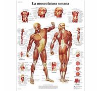 3B Scientific vr4118l la musculature, 1