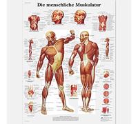 3B Scientific Planche anatomique Die menschliche Muskulatur en allemand