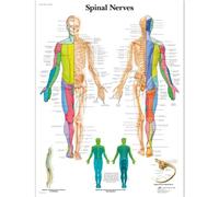 3B Scientific 1001588 Carte de nerfs spinaux