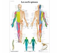 3B Scientific - Laminé Nerfs Spinaux Affiche - Poster d’Anatomie Protégé contre UV et Poussière pour Étude, Enseignement et Cliniques