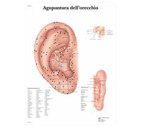 3B Scientific - Laminé Oreille Acupuncture Affiche - Poster Protégé contre UV et Poussière pour Étude, Enseignement et Cliniques