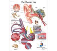 3B Scientific VR1243L Anatomie humaine - Tableau de l'oreille humaine, version laminée