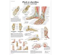 3B Scientific - Laminé Pied & Cheville Affiche - Anatomie & Pathologie - Poster Protégé contre UV et Poussière pour Étude, Enseignement et Cliniques
