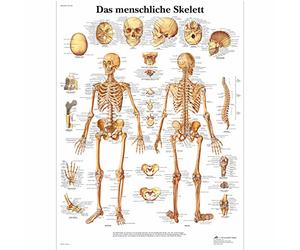 3B Scientific - Laminé Squelette Humain Affiche - Poster d’Anatomie Protégé contre UV et Poussière pour Étude, Enseignement et Cliniques
