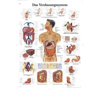 3B Scientific - Laminé Système Digestif Humain Affiche - Poster d’Anatomie Protégé contre UV et Poussière pour Étude, Enseignement et Cliniques