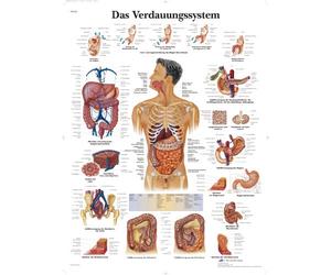 3B Scientific - Laminé Système Digestif Humain Affiche - Poster d’Anatomie Protégé contre UV et Poussière pour Étude, Enseignement et Cliniques